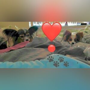 ‼️💜BEST NWT PRICES‼️💜